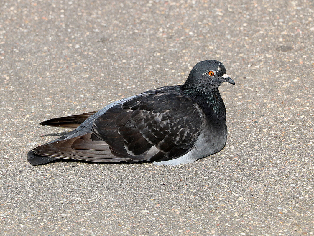 Да, лежу посреди дорожки - кому надо, обойдёт! - Светлана Да, лежу посреди дорожки - кому надо, обойдёт! - Светлана