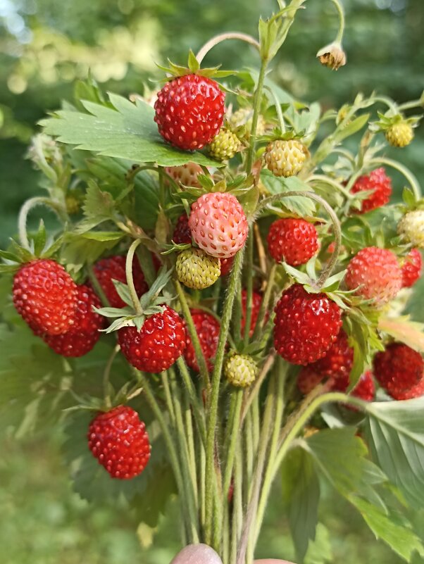 Ягодное лето - Pippa Ягодное лето - Pippa