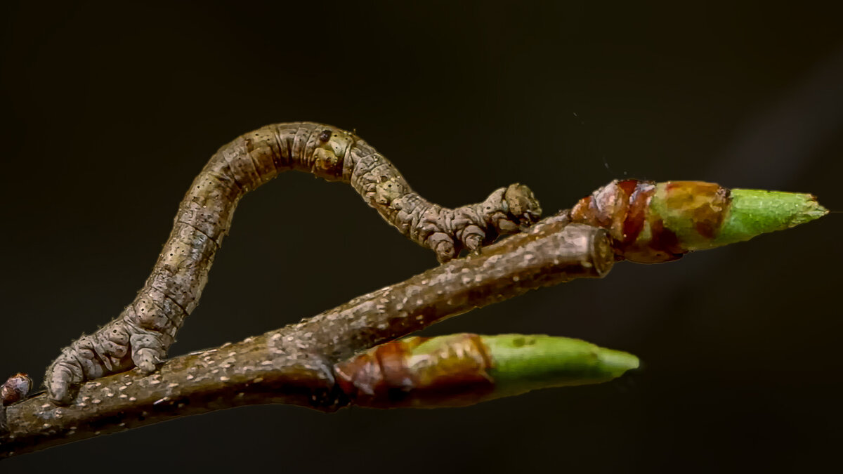 Гусеница берёзовой пяденицы - Aleksey Afonin