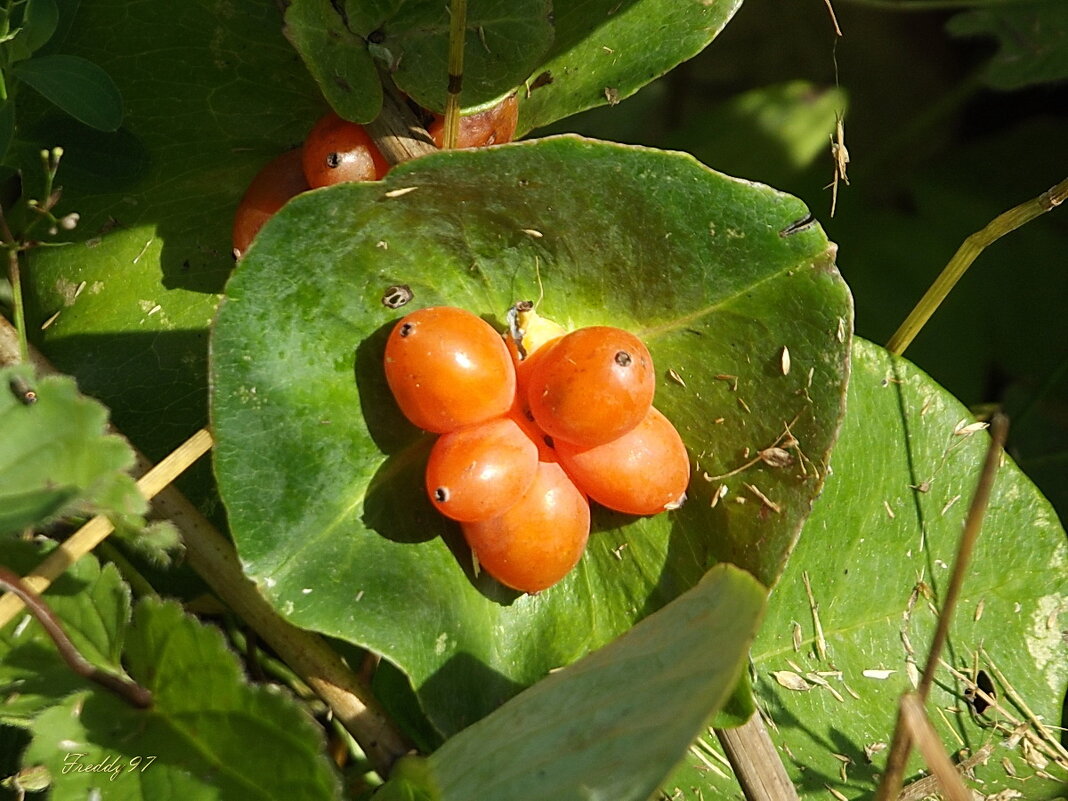 Жимолость каприфоль - Freddy 97