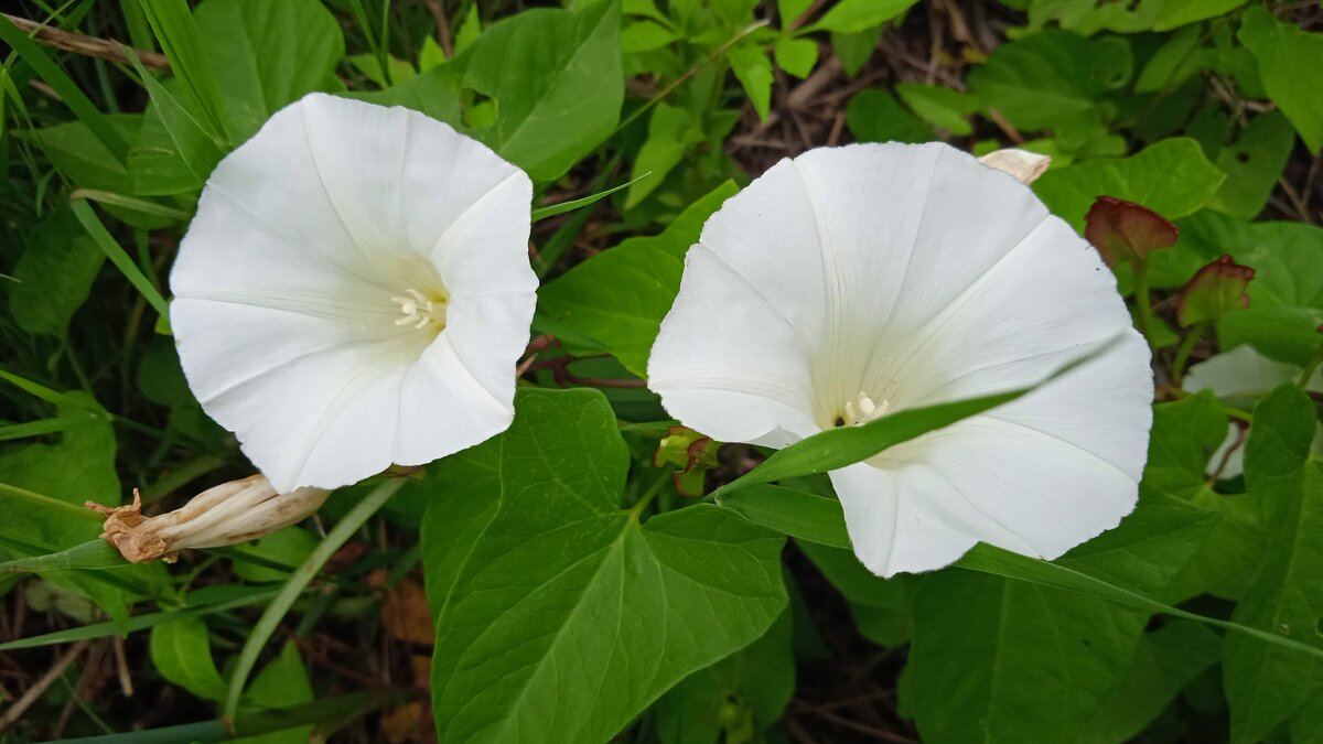 вьюны - Елена Шаламова