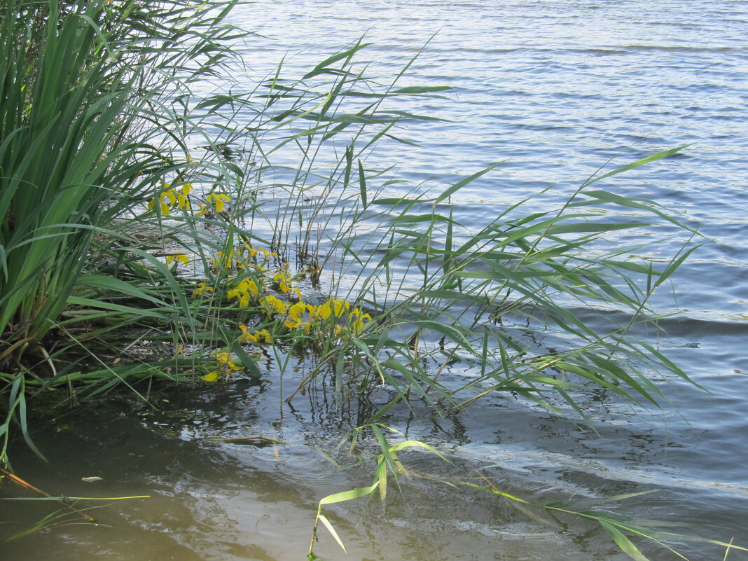 июнь - Елена Шаламова