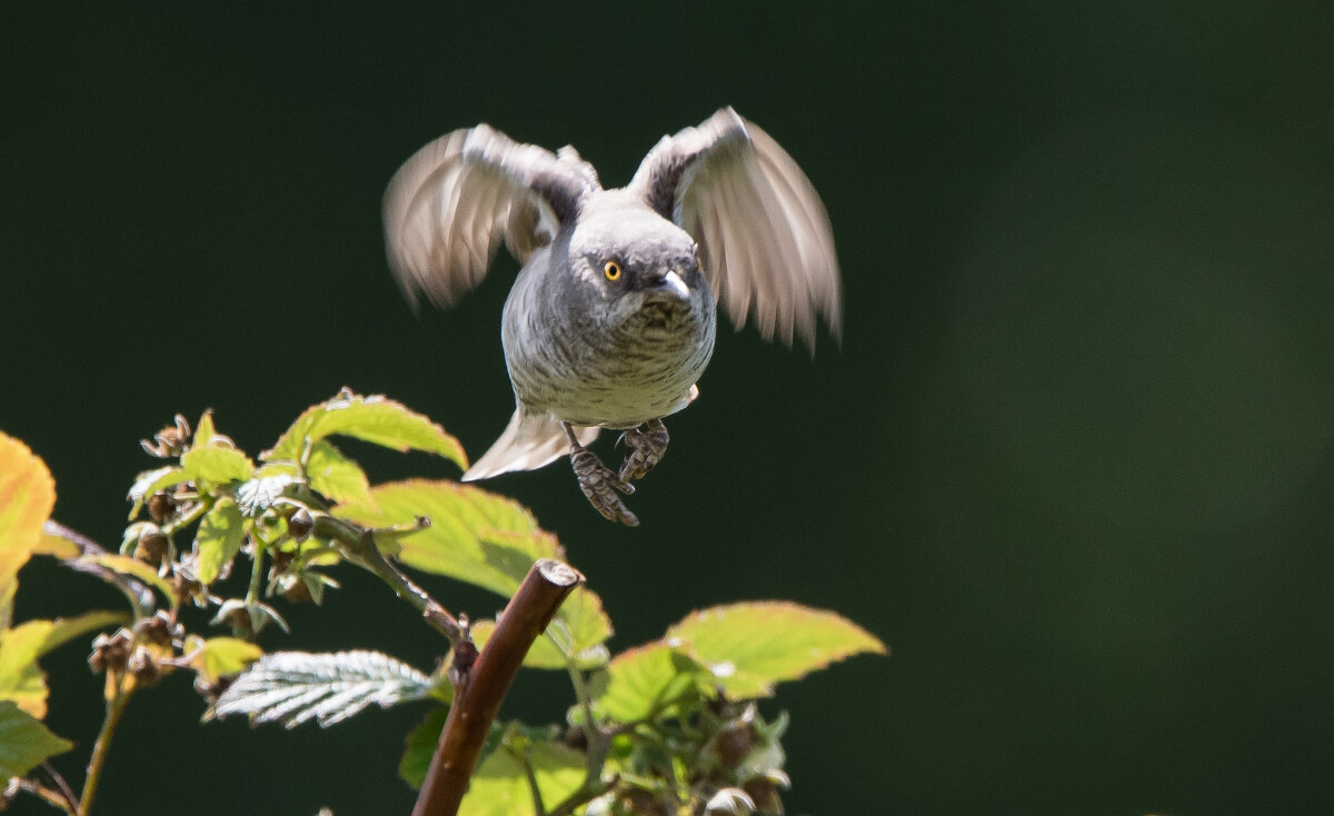 Ястребиная славка - Владимир Безбородов