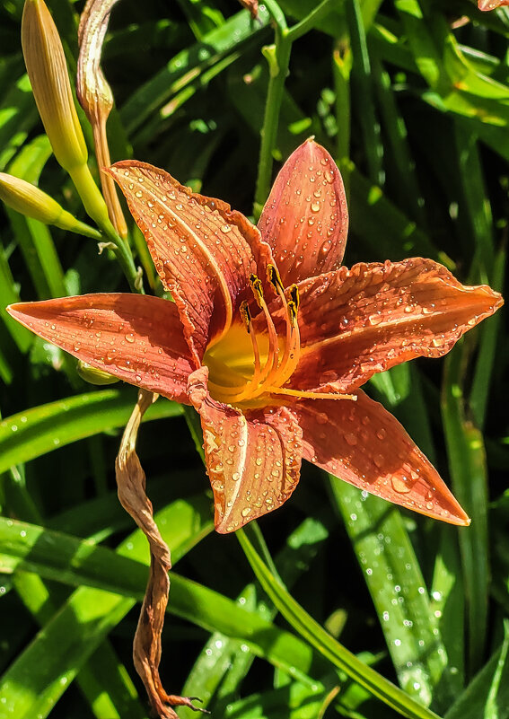 Летние дожди - Татьяна Машошина