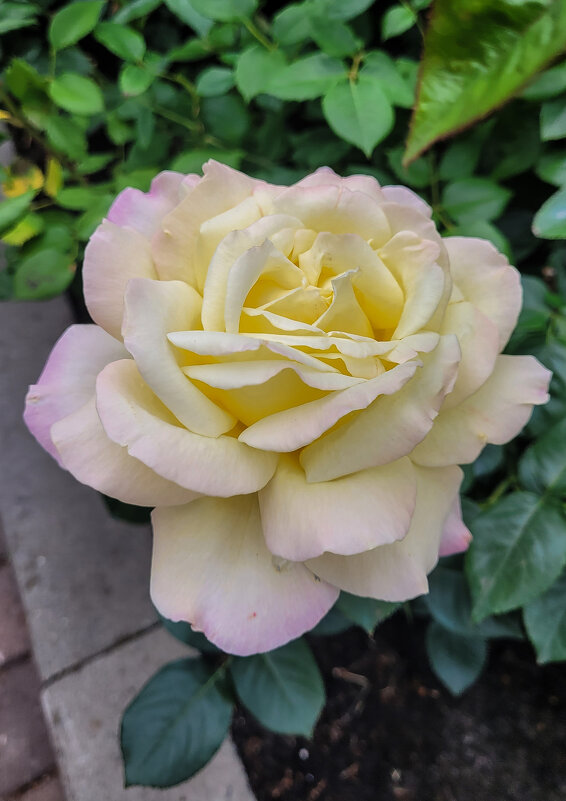 Роза парка Динамо - Татьяна Машошина