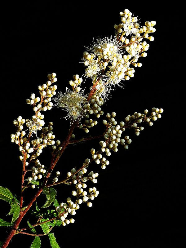 *** - Леонид leo