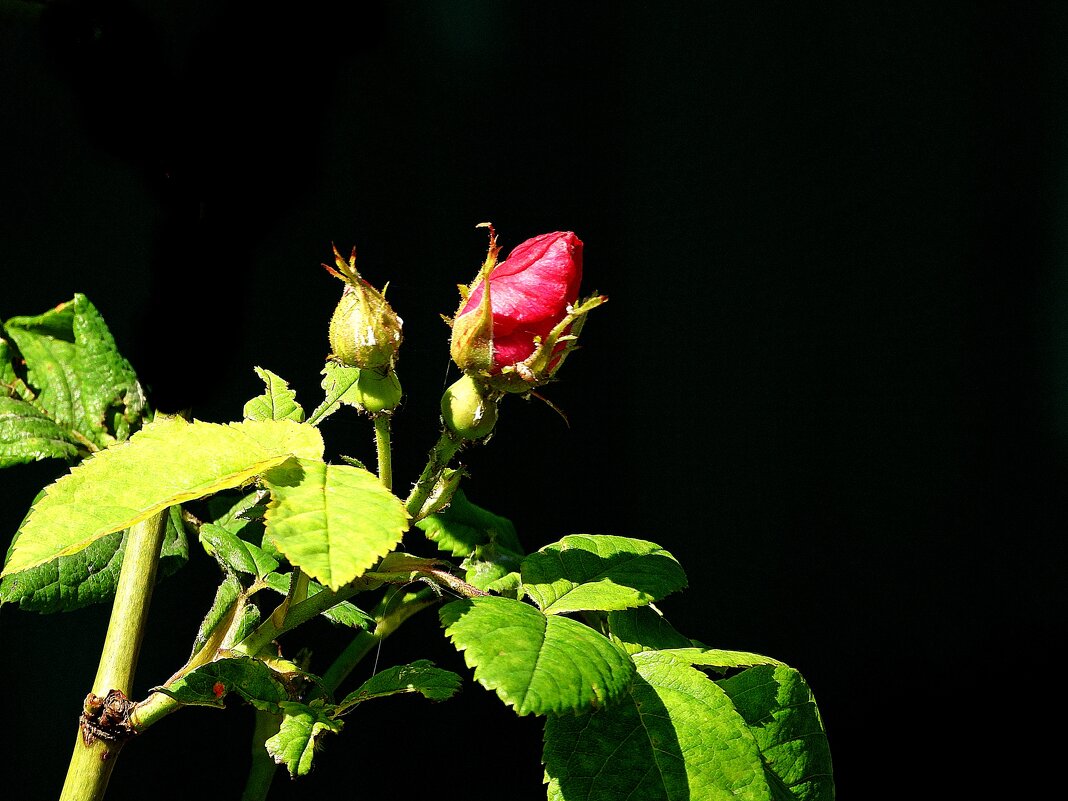 *** - Леонид leo