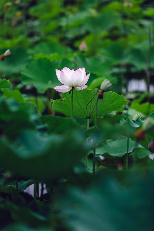 Сезон лотосов - Дмитрий 