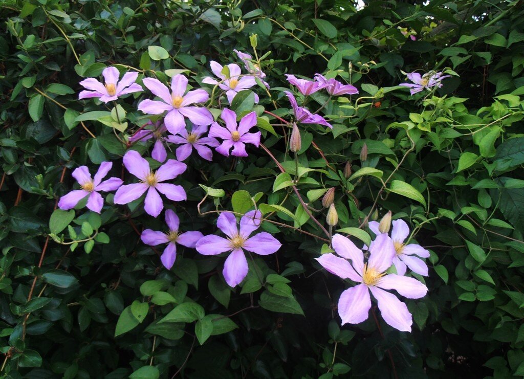 Клематис - Наталья 