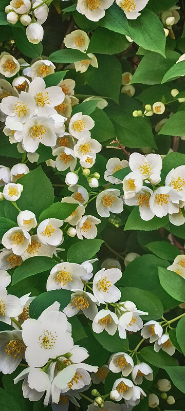 Серия. Жасмин цветущий." - Лилия *