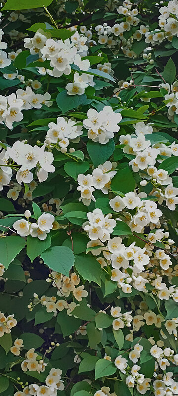 Серия. "Жасмин цветущий". - Лилия *