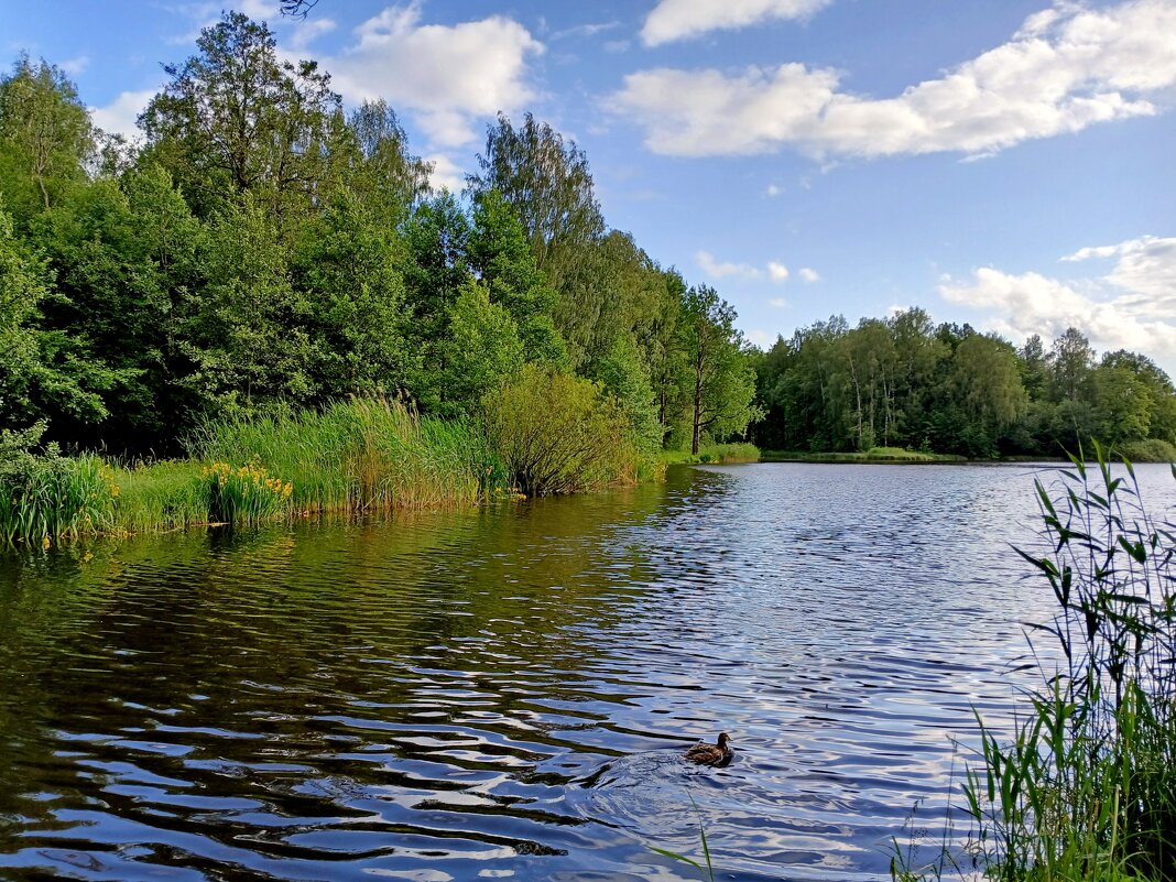 Пейзаж с уточкой. - Лия ☼ Пейзаж с уточкой. - Лия ☼