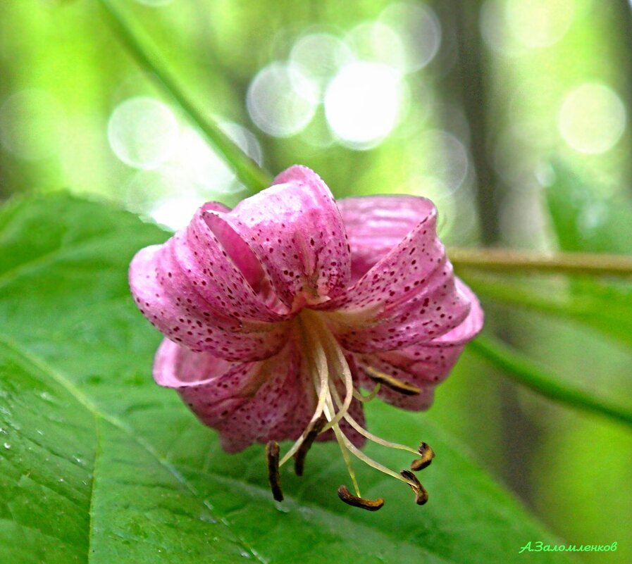 Саранка-дикая лилия из Красной книги - Андрей Заломленков