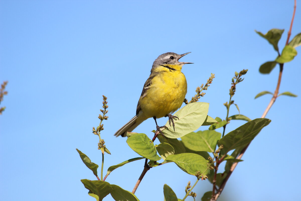 утреннее соло - Ольга Гомзина