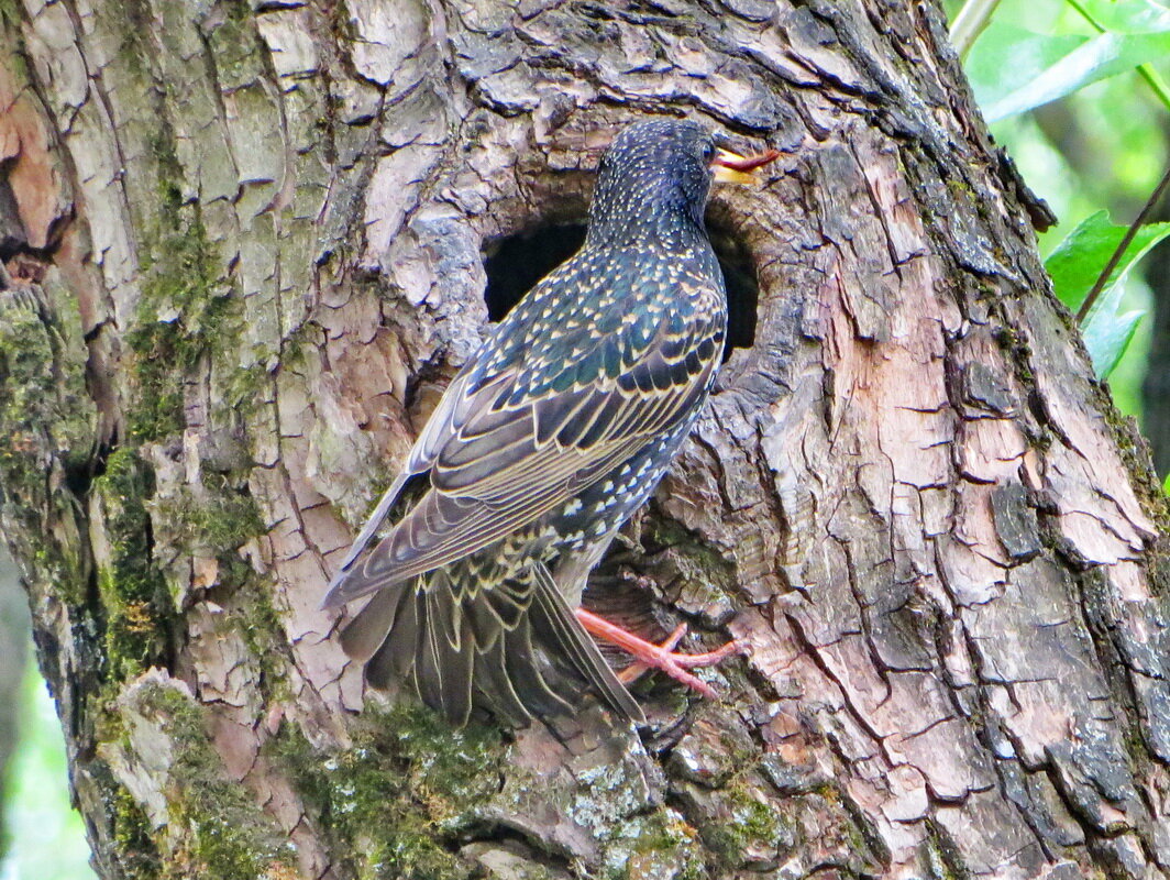 Скворец у дупла - Александр Чеботарь