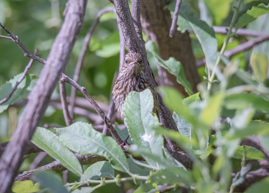 РАСТВОРИЛСЯ В ОКРУЖАЮЩЕЙ СРЕДЕ - Володька Завитушкин