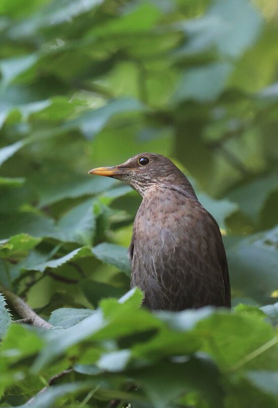 Вы слыхали как поют дрозды- щас спою... - Александр Кондаков