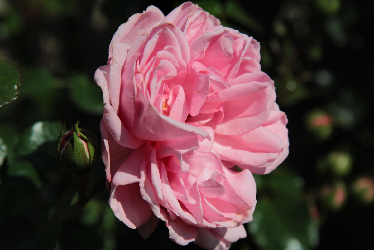 Время роз. - Маргарита ( Марта ) Дрожжина