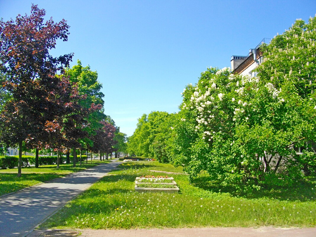 Свежая июньская зелень. - VasiLina *