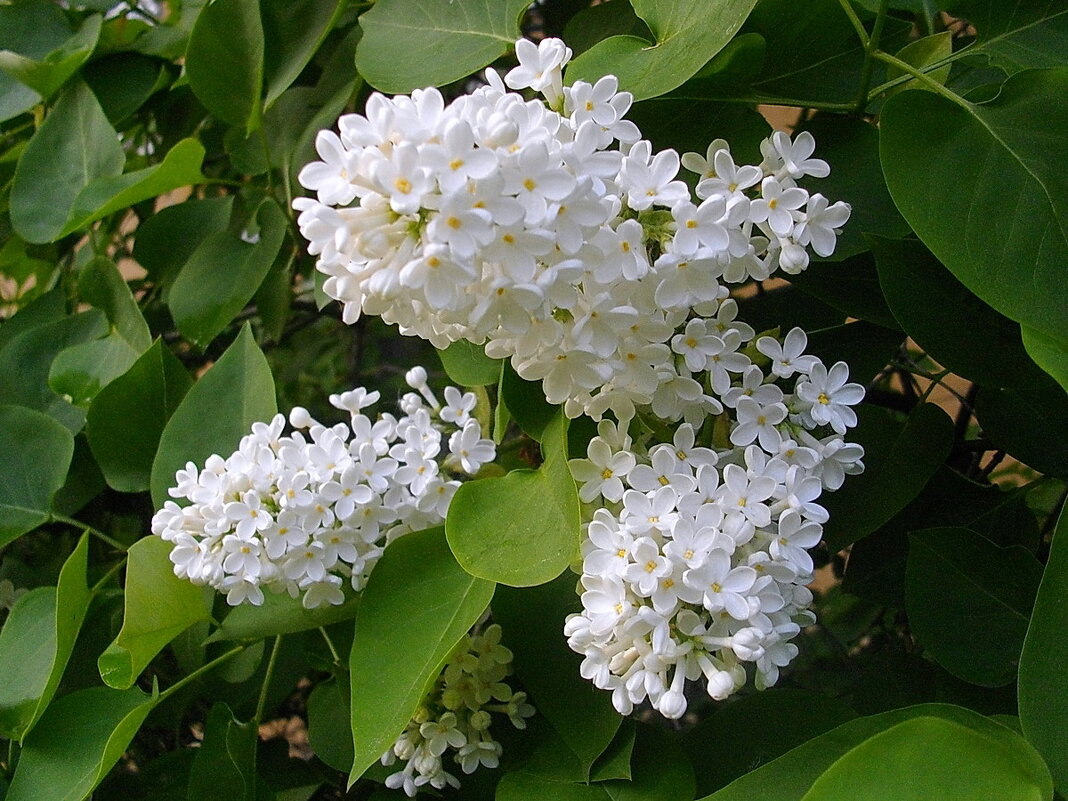 Белоснежно-хмельная сирень... - VasiLina * Белоснежно-хмельная сирень... - VasiLina *