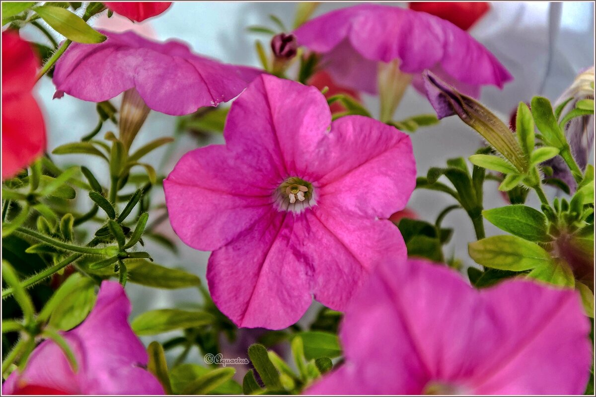 Про цветы - Aquarius - Сергей