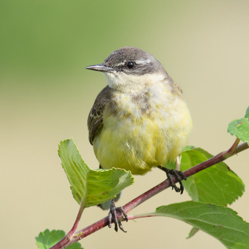 Жёлтая трясогузка - Александр 
