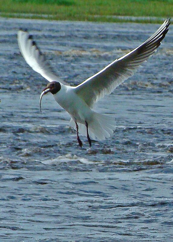 озерная чайка - gawrilа - dan