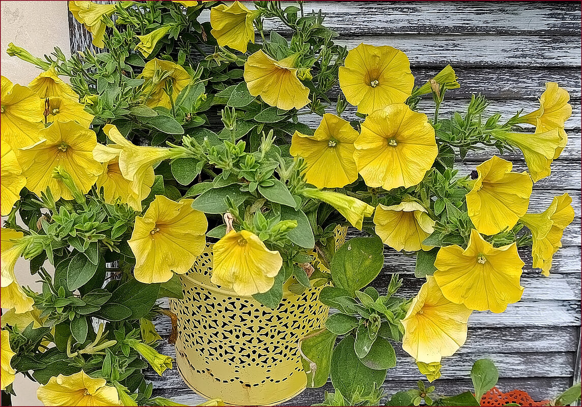 Украшение города! - Валентина Нефёдова Украшение города! - Валентина Нефёдова