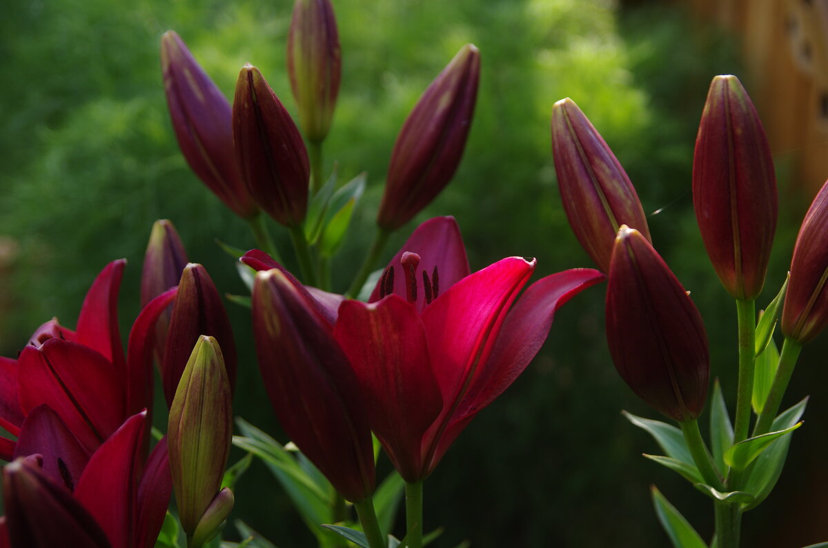 Летние цветы - Сергей Швечков