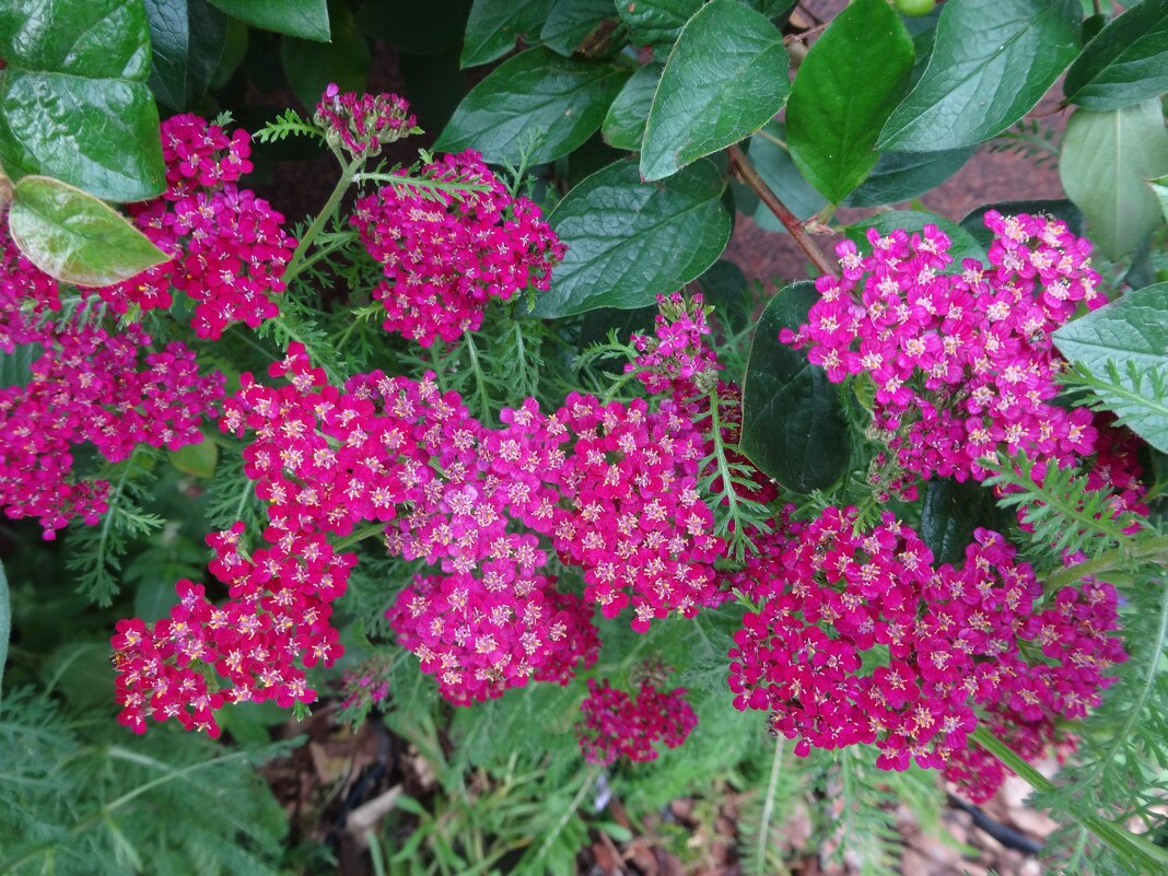 Тысячелистник - Лидия Бусурина Тысячелистник - Лидия Бусурина