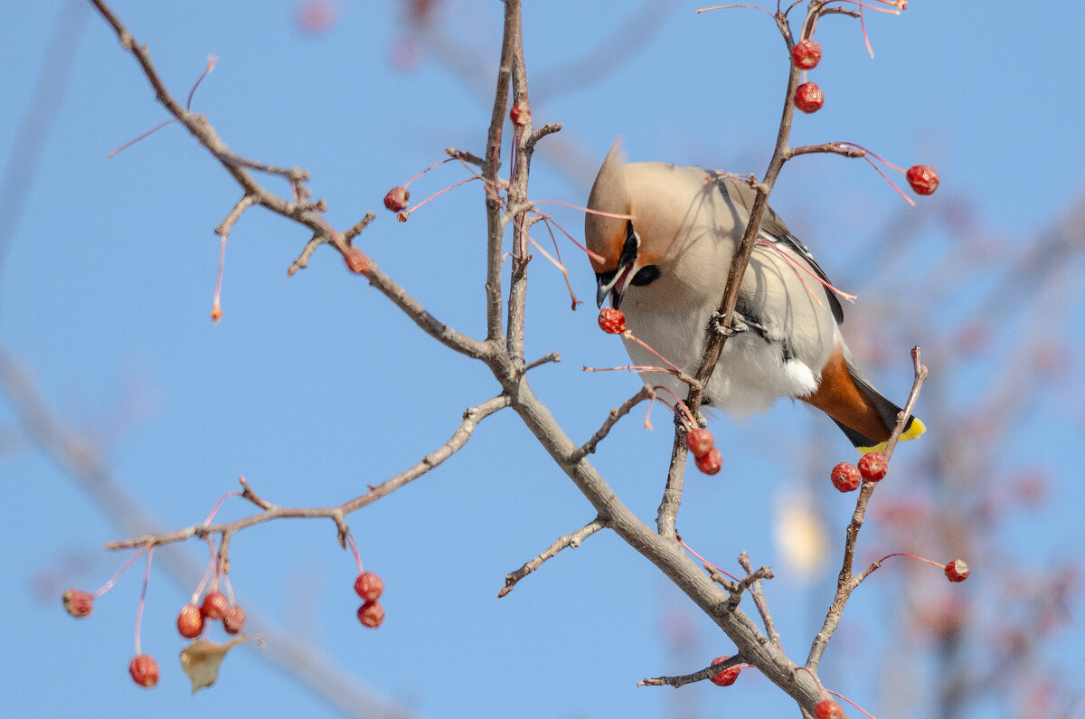 Свиристель. - Виктор Иванович Чернюк Свиристель. - Виктор Иванович Чернюк