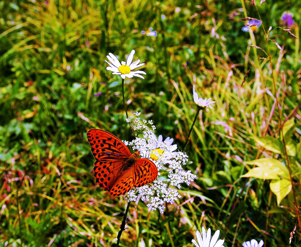 Июль...Пир бабочки! - Владимир 
