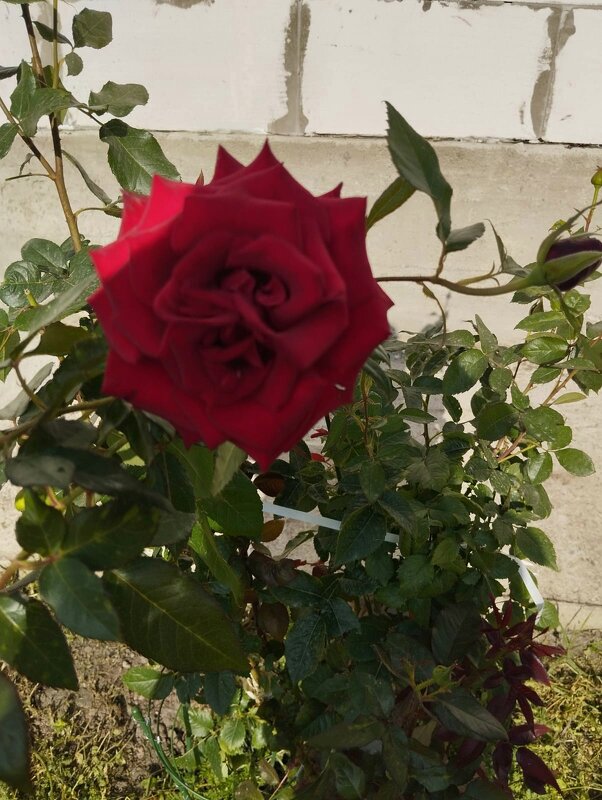 Ak Bulak. Talgar. - Murat Bukaev 