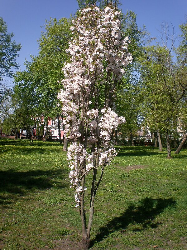 Весна - Роман Савоцкий