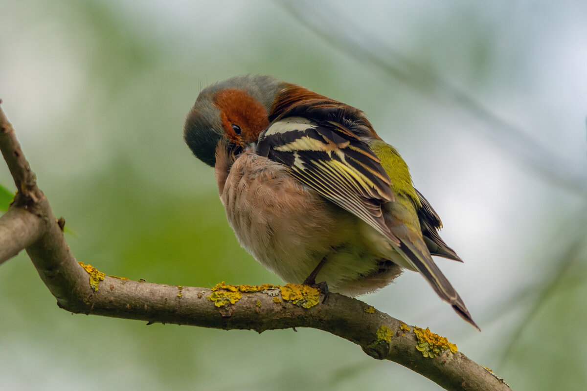 утренний туалет - Виталий Емельянов