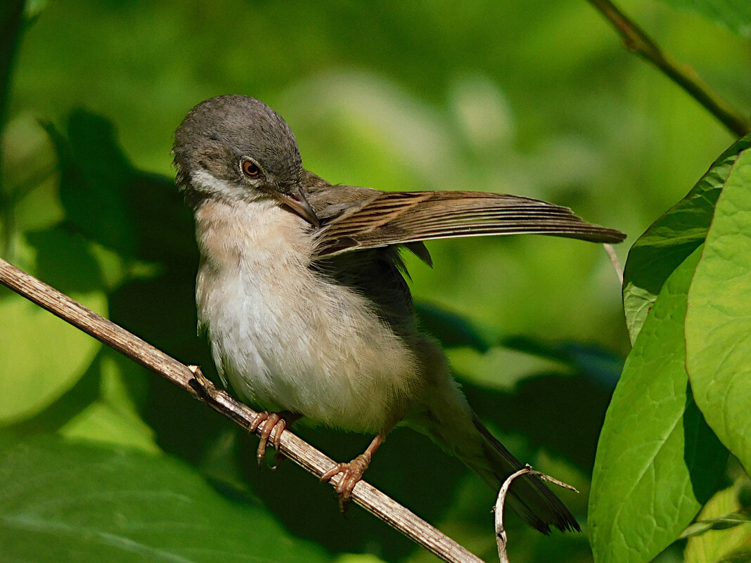 Серая славка - Лина Серая славка - Лина