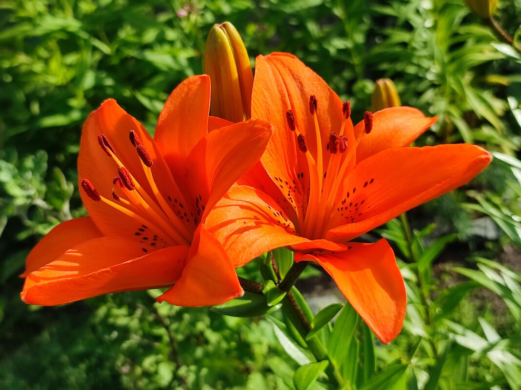 Лилия - Валентина Богатко Лилия - Валентина Богатко