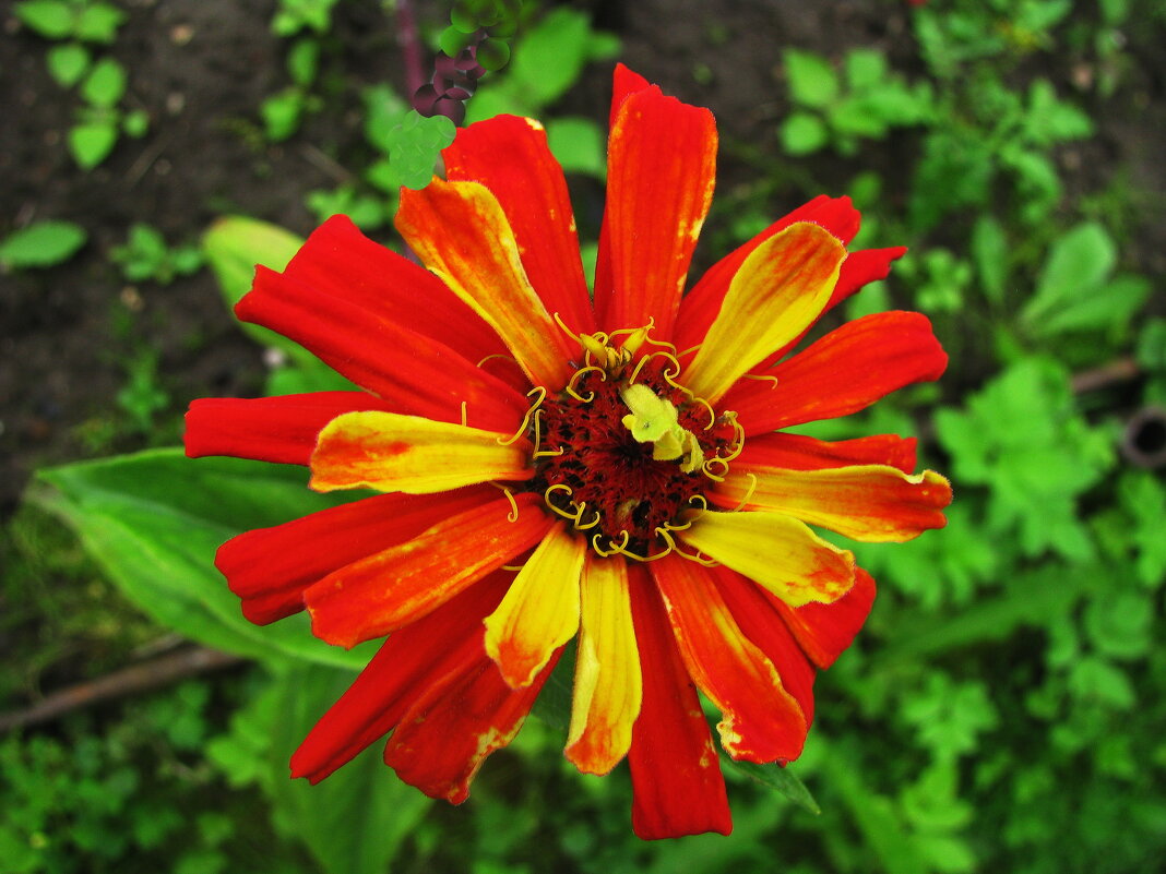 Красавица цинния - Людмила Смородинская Красавица цинния - Людмила Смородинская