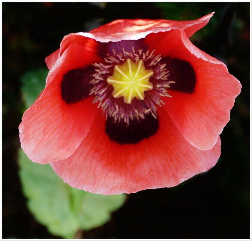 МАК... - Elvira E. 