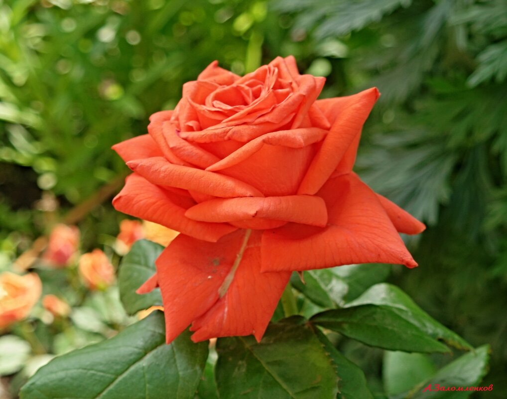 О розах ушедшего июня... - Андрей Заломленков