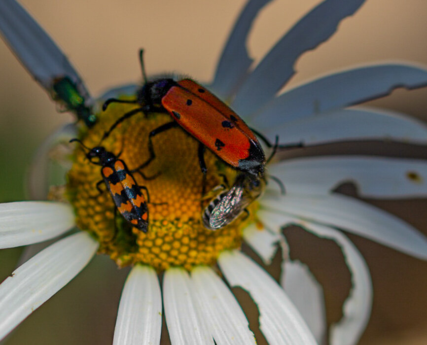 Всем хватит) - Светлана SvetNika17