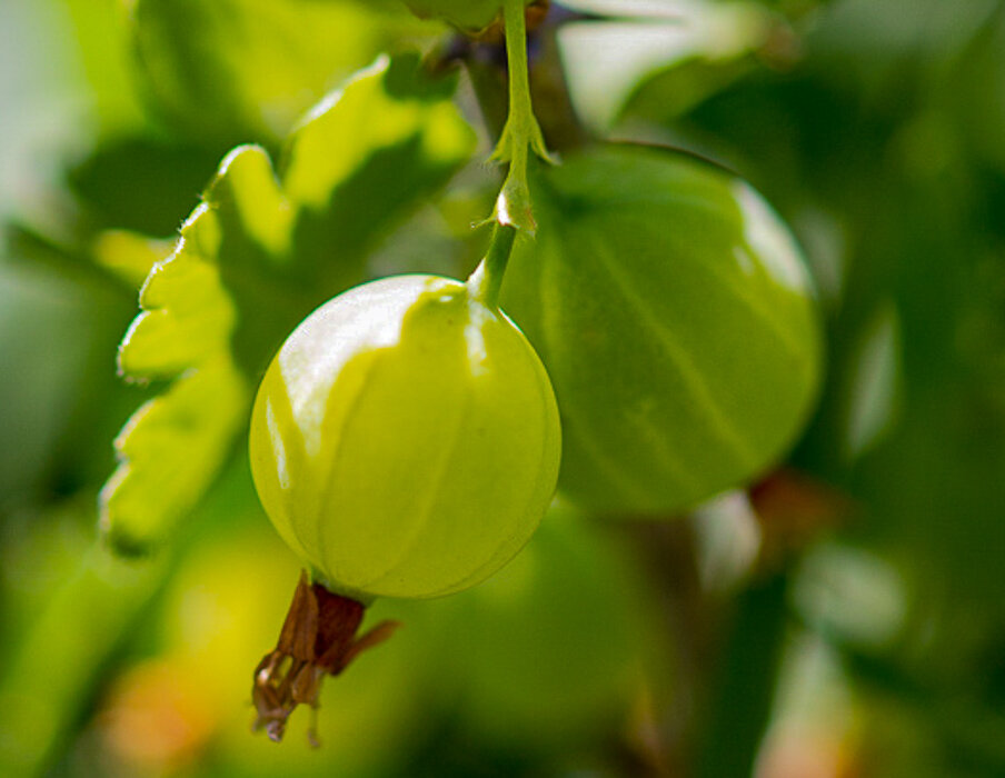 Крыжовник - Светлана SvetNika17