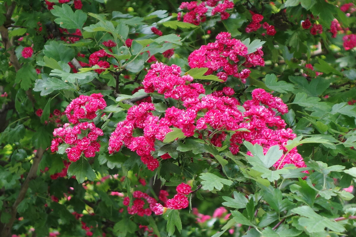 Боярышник декоративный - Рита Симонова