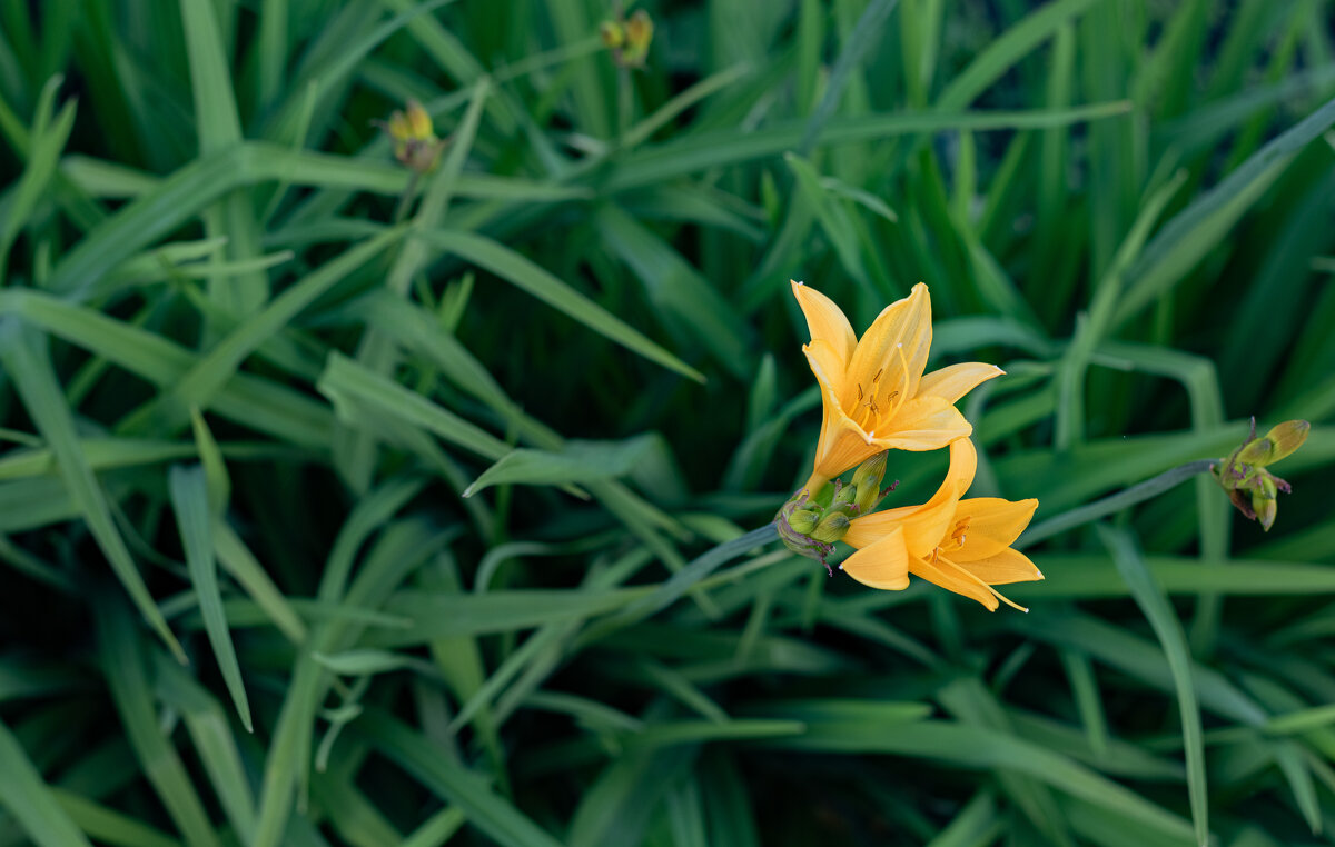 Лилия - Петр 