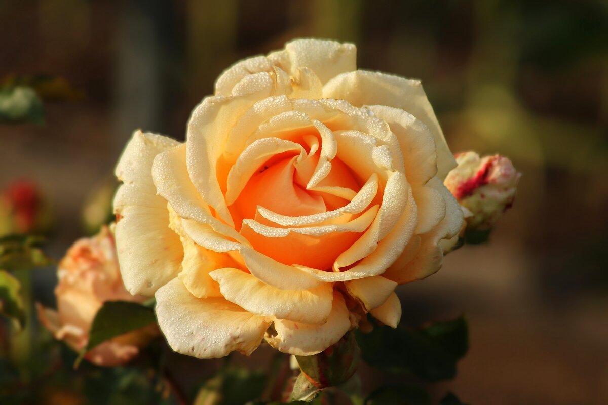 Доброе утро - Юрий. Шмаков