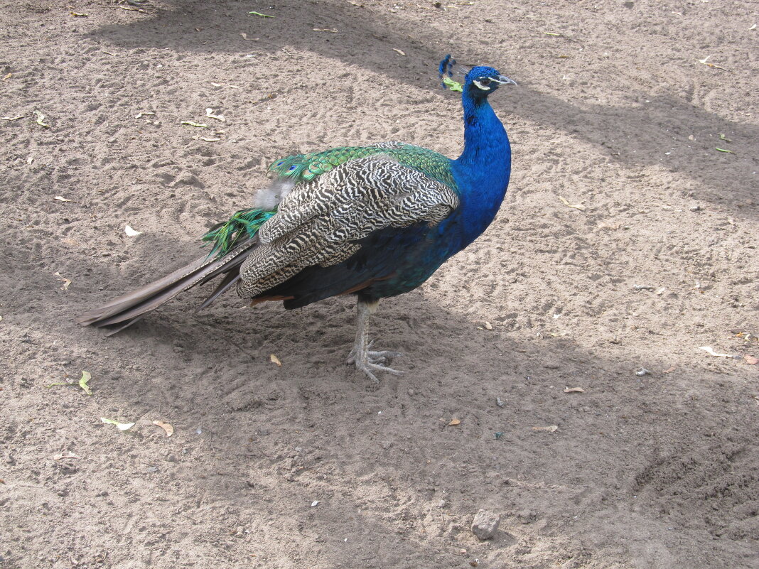 зоопарк , Воронеж - Елена Шаламова зоопарк , Воронеж - Елена Шаламова