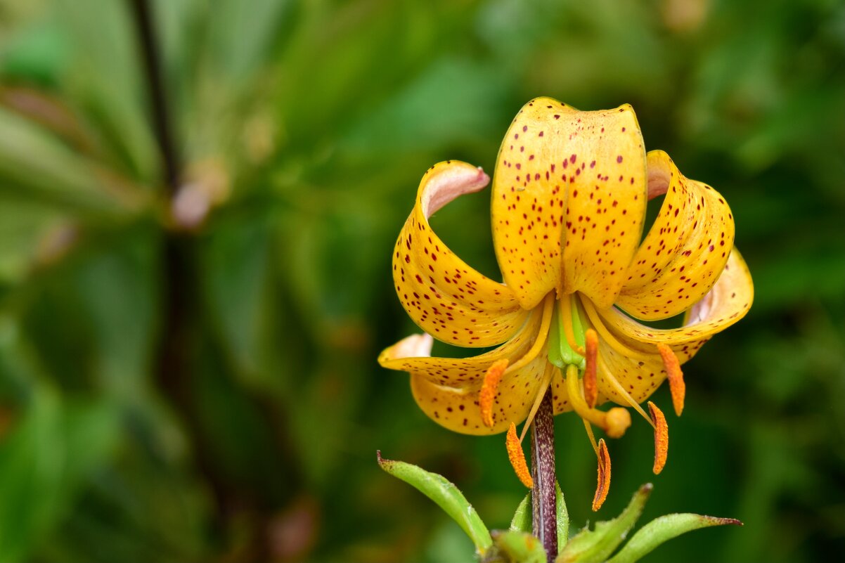 мартагон Golden Morning - Vera_85916050 Lario