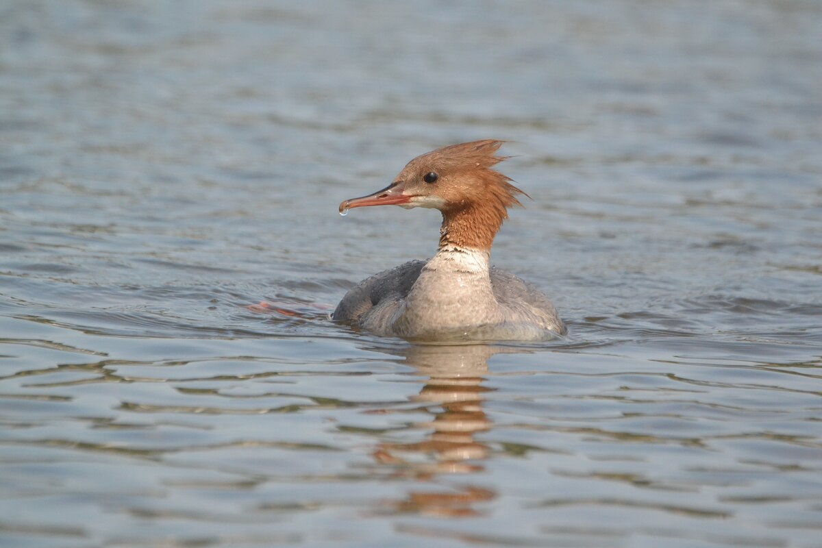 Крохаль. - Солоненко Лидия 