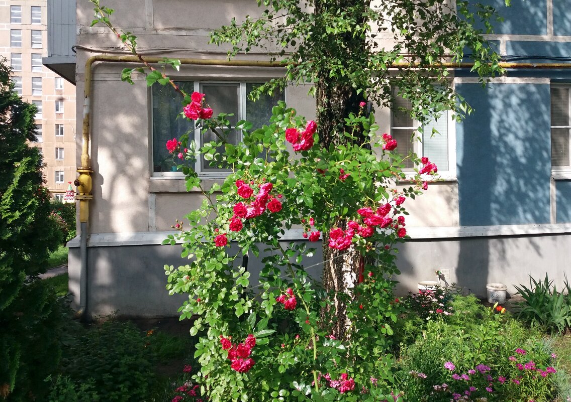 Цветы у дома - Galina Solovova