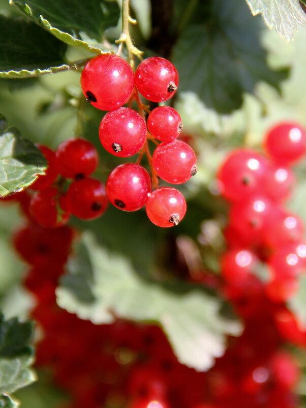 Красная смородина - victor Lion Красная смородина - victor Lion